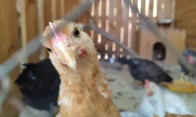 Сильвестров день, или Куриный праздник: считалось, что чем веселее гуляют на праздник, тем сильнее пугают нечистую силу