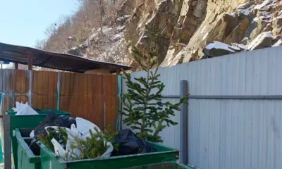 Новогоднюю елку можно не выбрасывать до весны