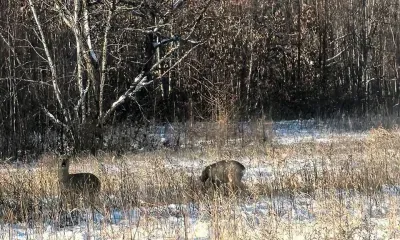 Пара косуль попала в кадр в Ромненском округе