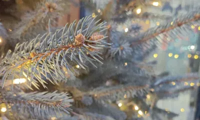 Натуральные елки могут загореться в жилищах амурчан