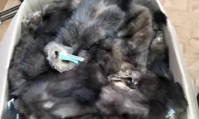 Шкурки соболя из Амурской области отправили на международный аукцион