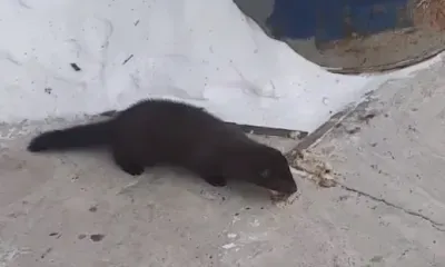 Удачливая норка нашла свое "кафе" в Сковородинском округе