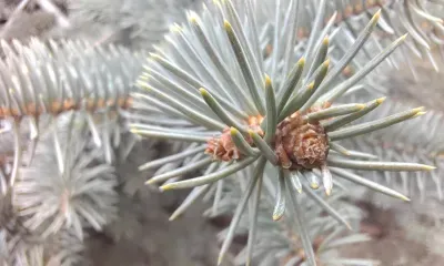 Федосеев день: птица постучалась в окно - к хорошей новости