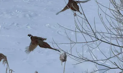 На трассах Приамурья участились встречи с фазанами
