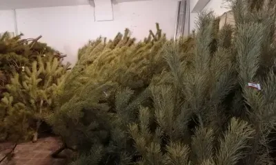 Ученые рассказали, как правильно избавиться от новогодней ели