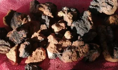 Целебный гриб на экспорт: из Амурской области в Китай отправили 45 тонн чаги