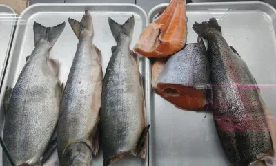 Бум на рыбу из России начался в приграничном Китае