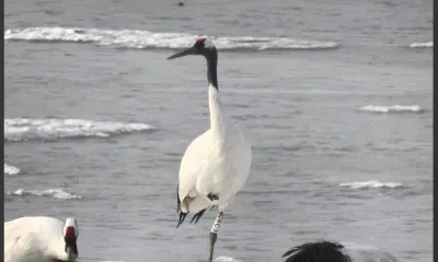 Японских журавлей из Приамурья сняли на камеру в месте зимовки 