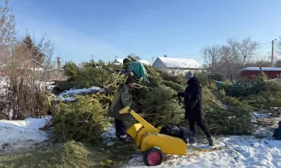 Полезную щепу из новогодних елок делают в Белогорске