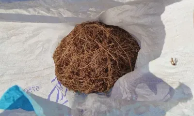 Каннабис в полимерном мешке изъяли у мужчины в Благовещенске