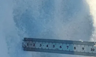 Отпечатки лап собаки приняли за следы тигра