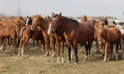 Конный спорт и фотосессии: амурчане разводят лошадей на дальневосточных гектарах