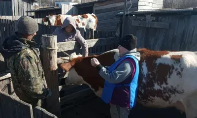 Вакцинация сельскохозяйственных животных от бешенства началась в Приамурье