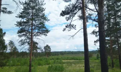 Шлагбаум в лесу: золотодобытчики в Амурской области самовольно перекрыли дорогу