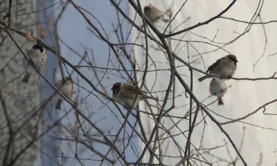 Воробьев пересчитают в России