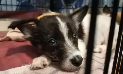 Новых хозяев обрели 325 бездомных собак за год в Приамурье