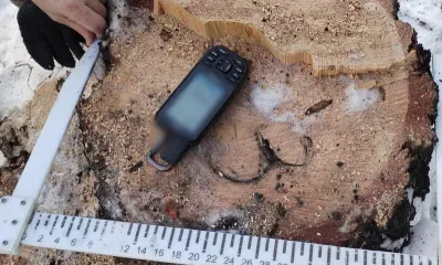 Дело о незаконной вырубке трех лиственниц на 63 тысячи рублей расследуют в Тынде 