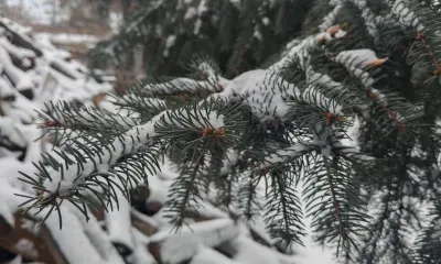 Небольшой снег и ветер до 12 м/с ожидаются в Амурской области 6 февраля