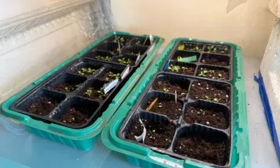 От бархатцев до сурфинии: на клумбы Белогорска высадят 80 тысяч цветов