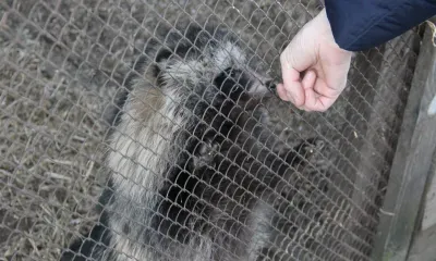 Бешенство нашли у енотовидной собаки в Амурской области
