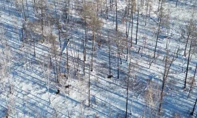 Дрон сфотографировал семью лосей в одном из лесных угодий Приамурья