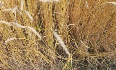 Искусственный интеллект помогает Россельхознадзору выявлять нарушения