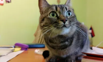 Более 90 питомцев стерилизовали со скидкой в Амурской области с начала года