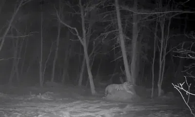 Тигр устроил себе персональную кровать на копне сена в Приморье