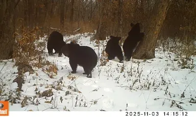 Лесная камера засняла семейство медвежат в Приамурье