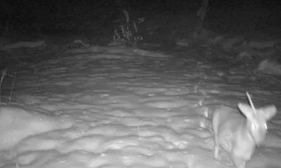 Единорог попал на камеру в заповеднике Амурской области