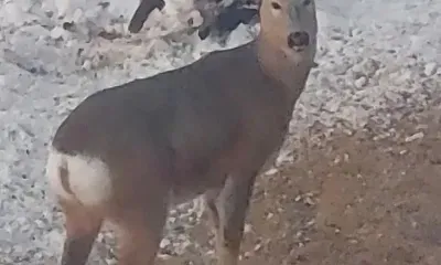 Косулю на подкормочной площадке сфотографировали в Мазановском округе