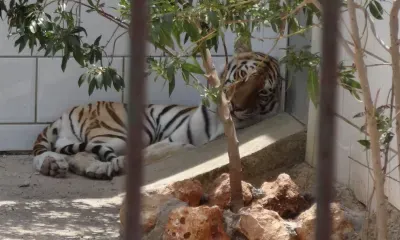 Амурский тигр, напавший на охотника в Приморье, мог быть ранен или потревожен во время еды