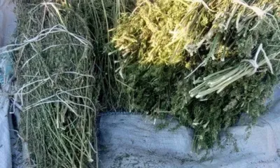 Россиянин отправится в колонию за 600 килограммов конопли и марихуаны