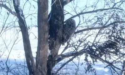 Длиннохвостая неясыть попала в объектив фотографа в Приамурье