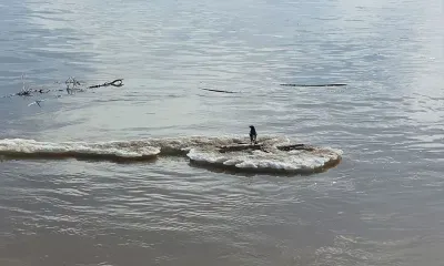 Власти прогоняют ворон из микрорайона Благовещенска