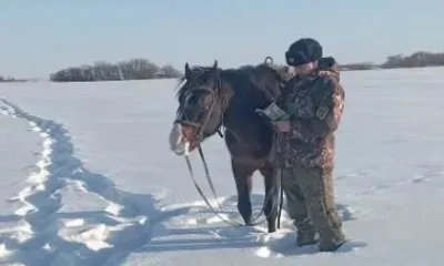 Фазанов стало меньше в Приамурье