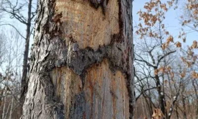 Особый «знак» медведя нашли в Амурской области