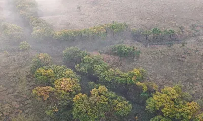 Амурская область оказалась в пятерке лидеров по лесовосстановлению