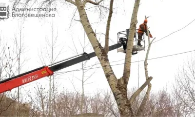 Свыше ста деревьев привели в порядок в Благовещенске с начала года