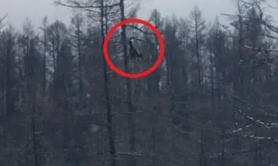 Задумчивый глухарь попал на фото в Гербиканском заказнике