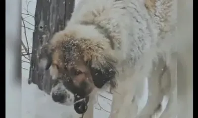 История со счастливым концом: собаку, брошенную на трассе, забрал прежний хозяин