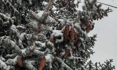 Днем по западным районам Амурской области 3 марта небольшой, местами умеренный снег