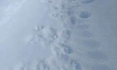 Волчьи следы в Ташинском заказнике сфотографировали амурские охотоведы