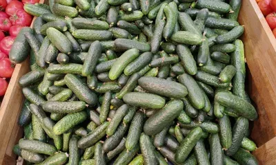 Выращивать огурцы на балконе или даче призвали россиян