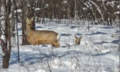 Косули в Приамурье оказались в снежном плену