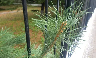 Жителя Тынды будут судить за рубку сосен для бани