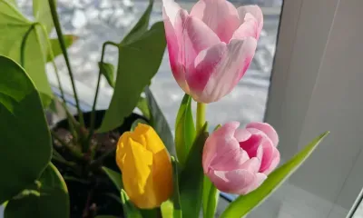 Аллергия на цветы: о причинах, симптомах и действиях при реакции рассказала эксперт Пироговского медицинского университета