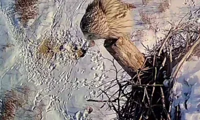 Сова с мышью в клюве попала на камеру в Приамурье