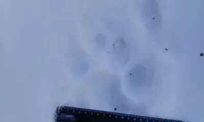 Тигр несколько лет живет по соседству с людьми в Приамурье