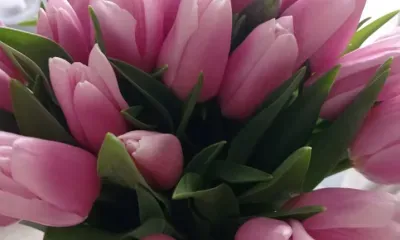 Цветы на 8 Марта: как надолго сохранить праздничный букет 